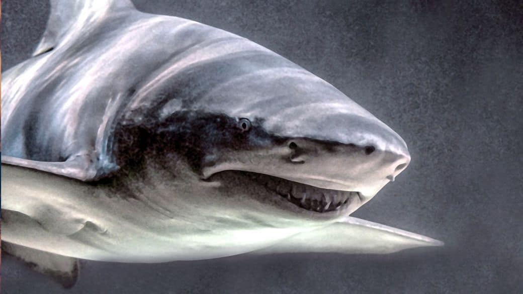 I 7 migliori film di squali di sempre