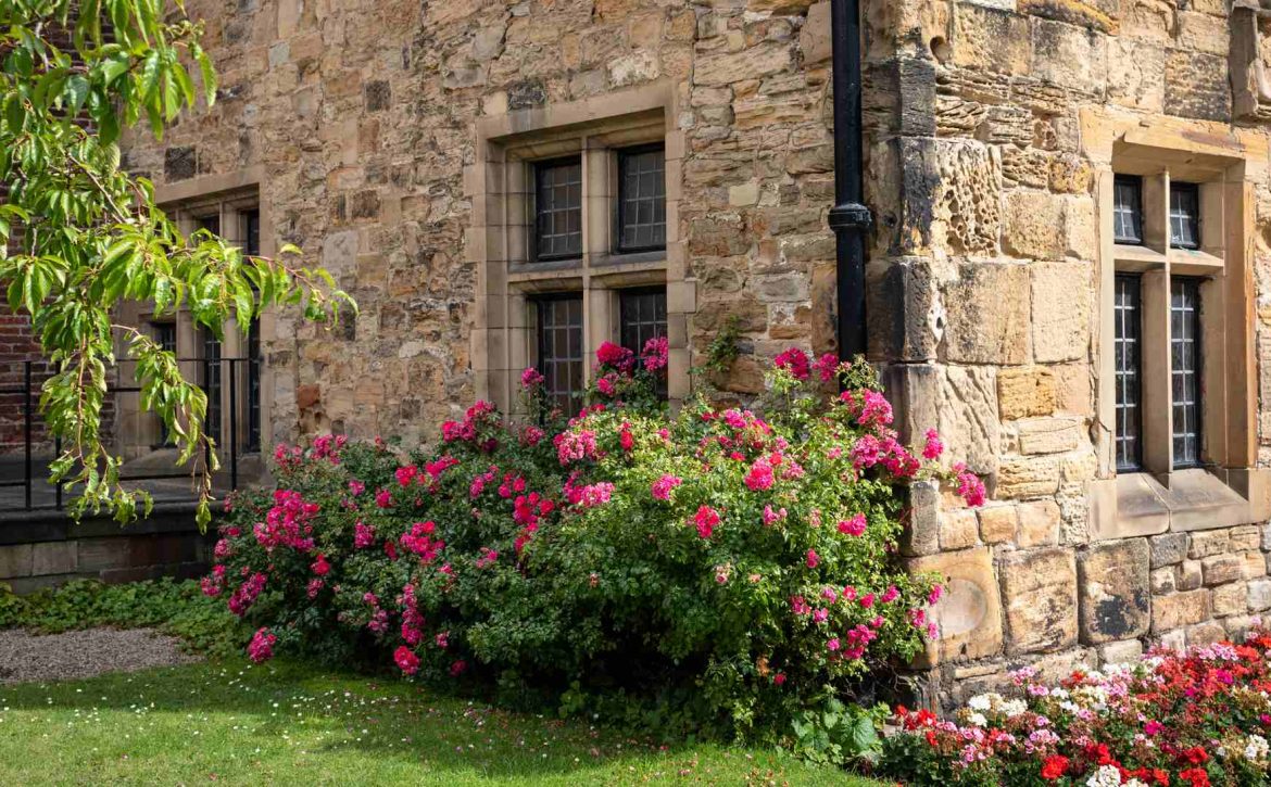 nomi di fiori in inglese