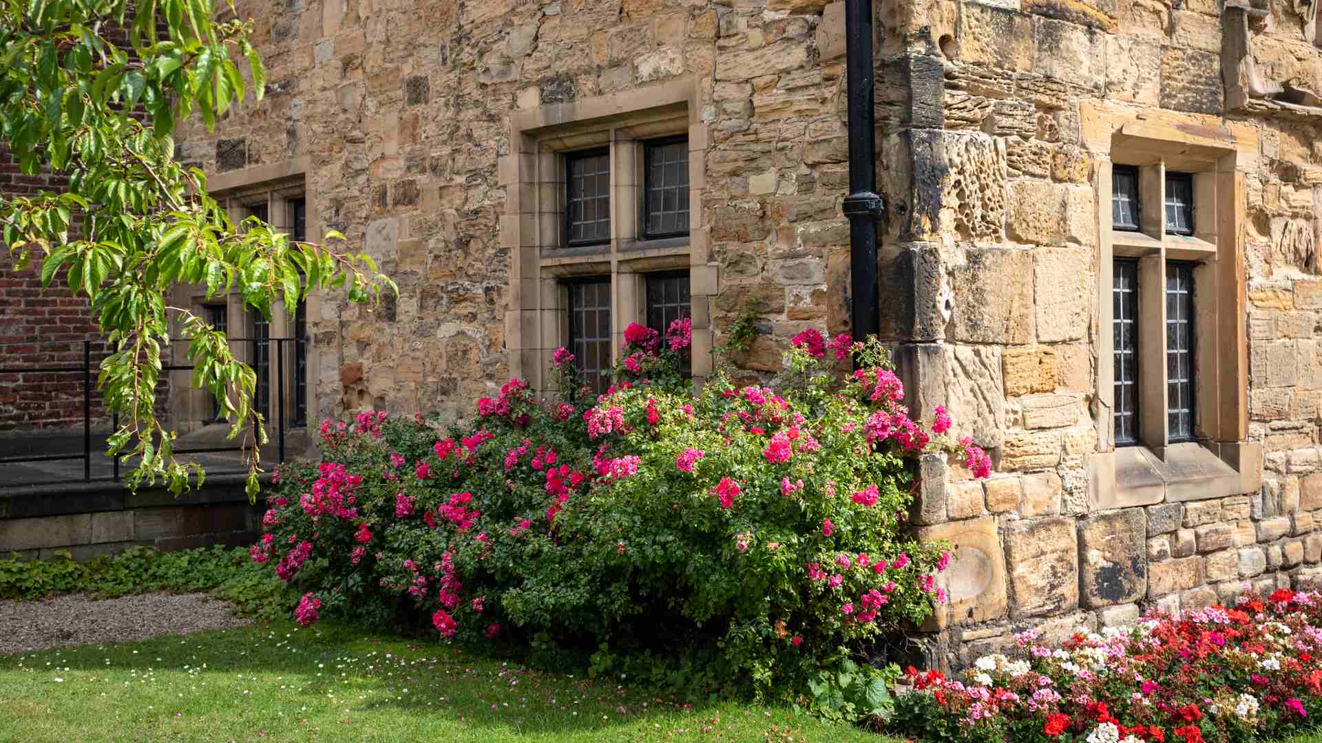 Nomi Dei Fiori In Inglese