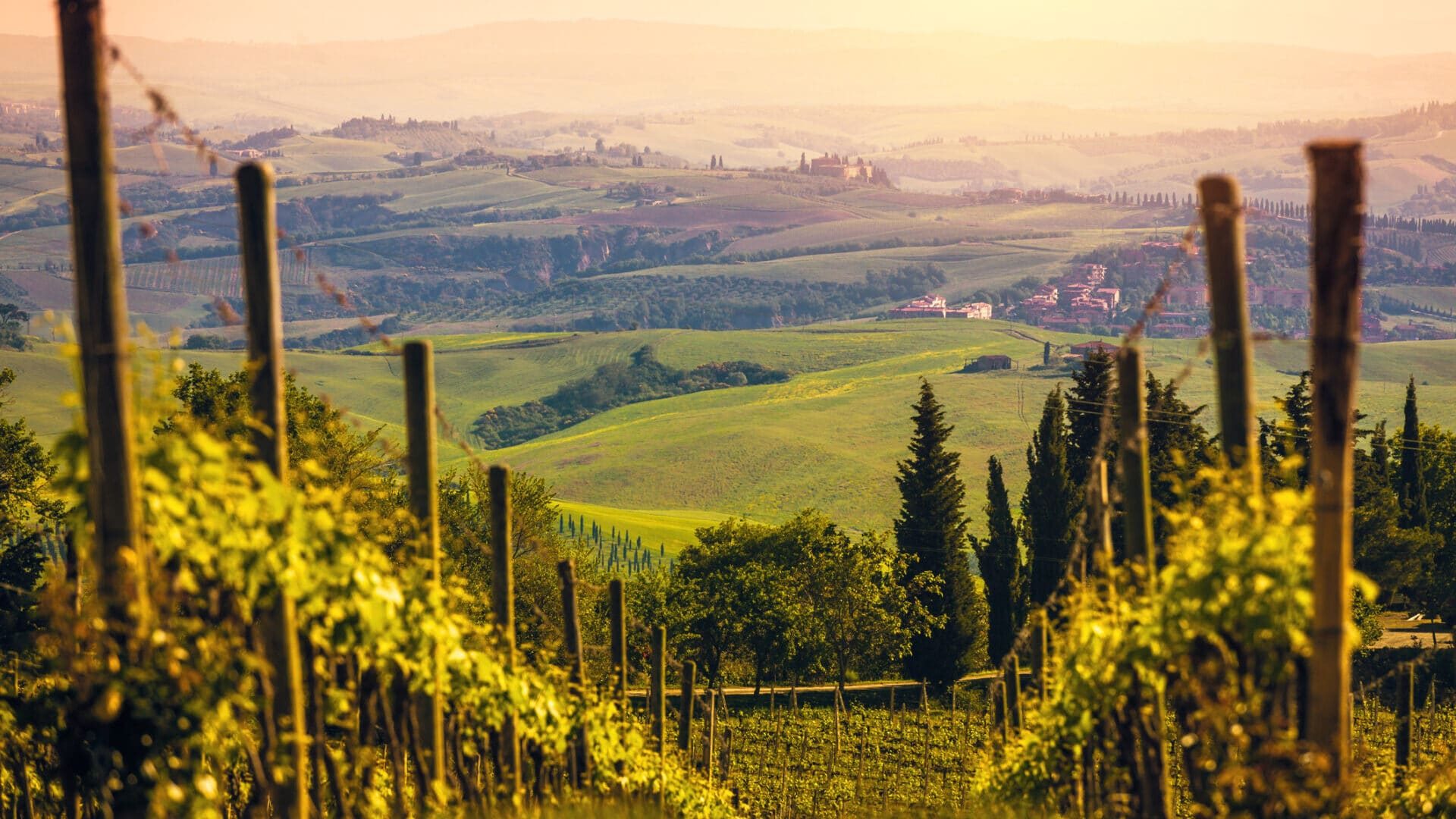 Vineyards in Italy at Sunset, Chianti Region