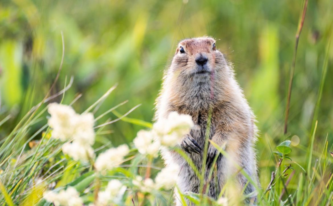 giorno della marmotta