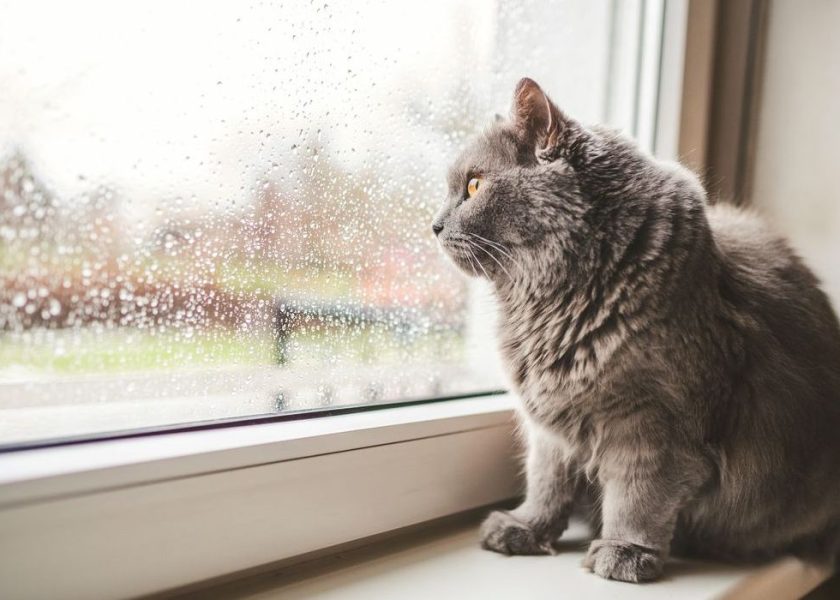 It’s raining cats and dogs