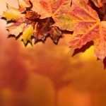Otoño en inglés: ¿Cómo se dice realmente?